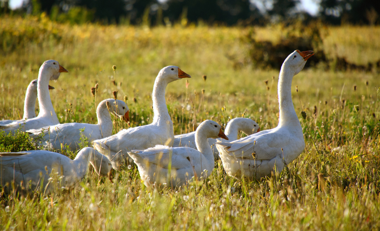 Mehrere weiße Gänse versammeln sich auf einem Feld mit hohem Gras und gelben Blumen, in der Ferne sind Bäume zu sehen.