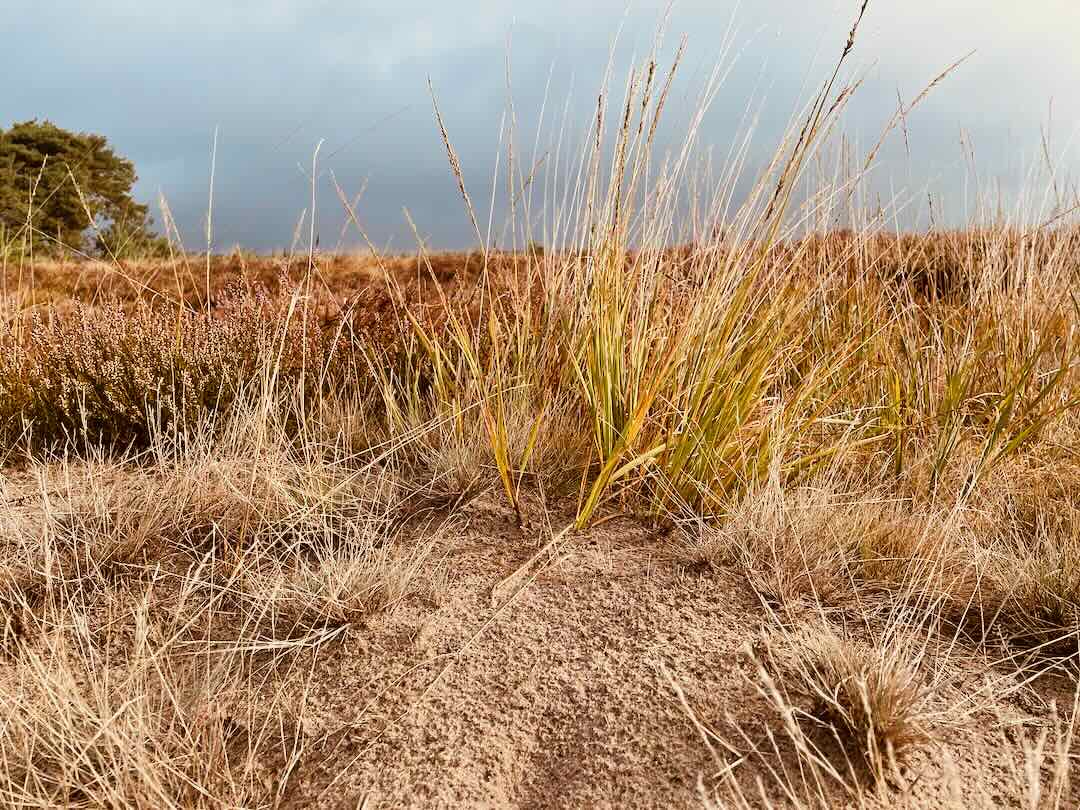 Sandiger Boden mit hohem, trockenem Gras und Sträuchern erstreckt sich unter einem wolkenverhangenen Himmel, und in der Ferne steht ein einzelner Baum.