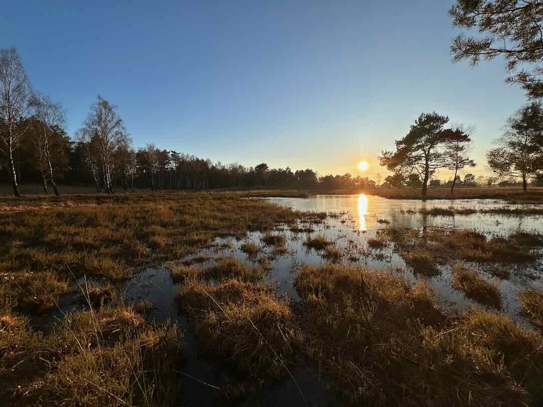 Eine ruhige Sumpflandschaft bei Sonnenuntergang mit einem ruhigen Gewässer, in dem sich die warmen Orange- und Gelbtöne der untergehenden Sonne spiegeln, mit einer Reihe von Bäumen und einem klaren blauen Himmel.