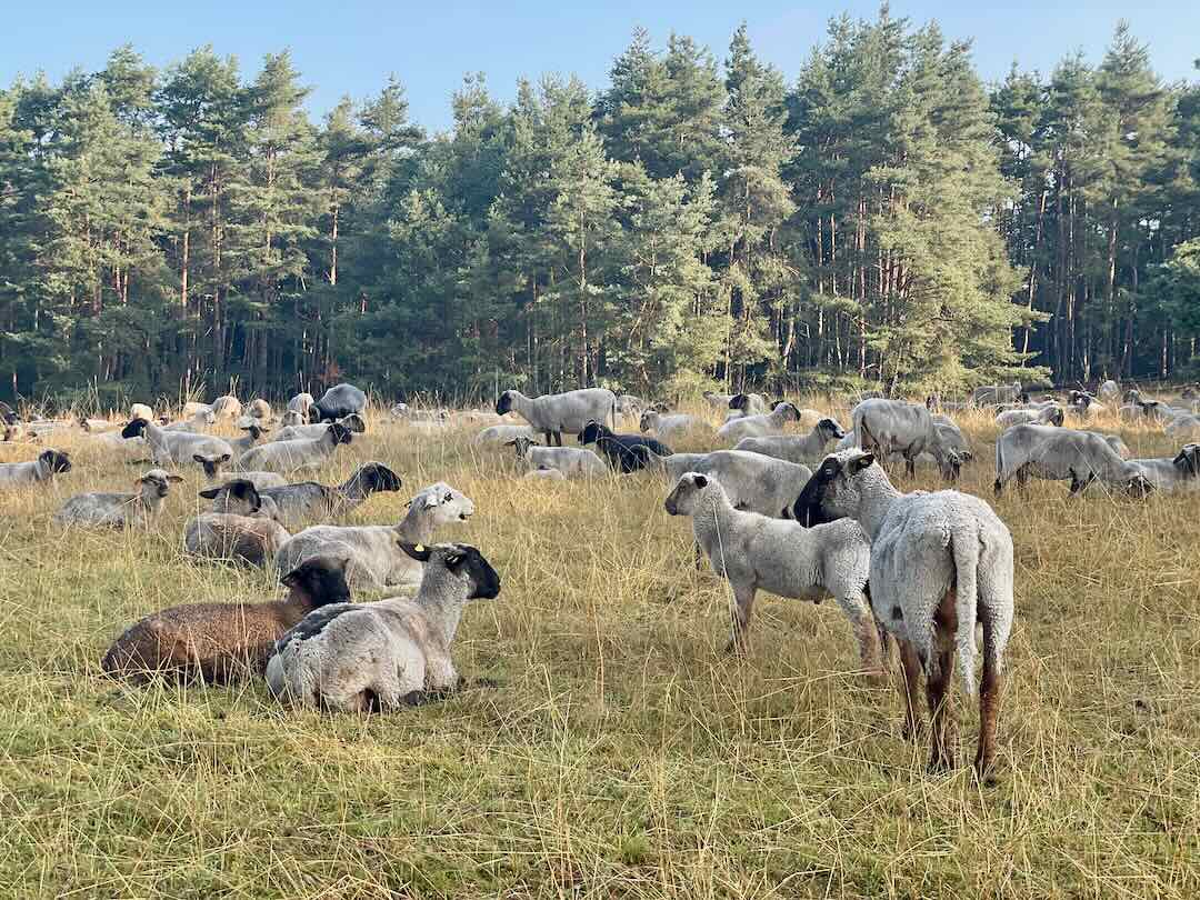 Eine Schafherde in Weiß-, Schwarz- und Brauntönen weidet und ruht auf einem üppigen, grasbewachsenen Feld mit hohen Bäumen im Hintergrund.