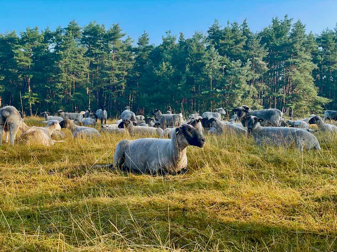 Eine Schafherde, überwiegend weiß mit schwarzen Gesichtern und Beinen, weidet und ruht auf einem üppigen grünen Feld, das von einer Reihe hoher Bäume gesäumt wird.