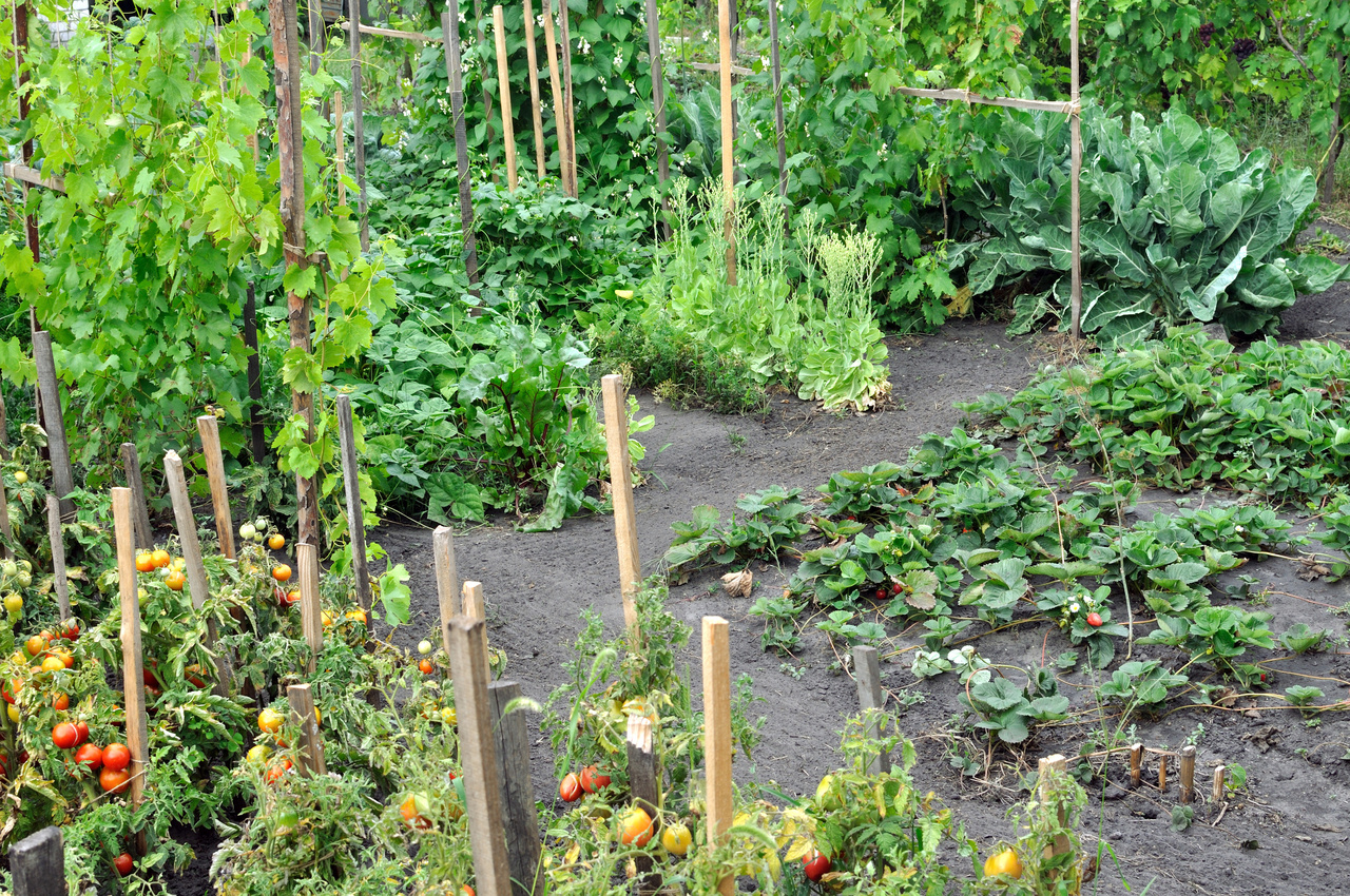 Ein üppiger Garten mit einer Vielzahl von Pflanzen, darunter Tomaten, Blattgemüse und Kräuter, mit Holzpfählen und einem Erdweg.