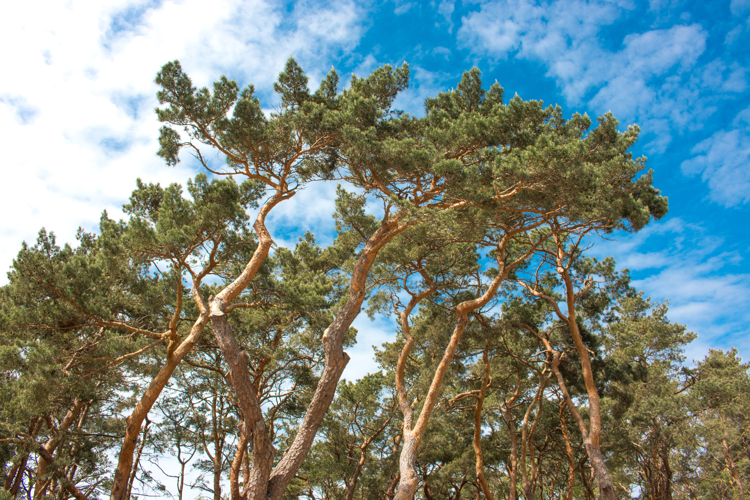 Ein dichter Kiefernwald mit hohen, gewundenen Bäumen und leuchtend grünen Nadeln füllt den Rahmen vor einem klaren, blauen Himmel mit weißen Schäfchenwolken.