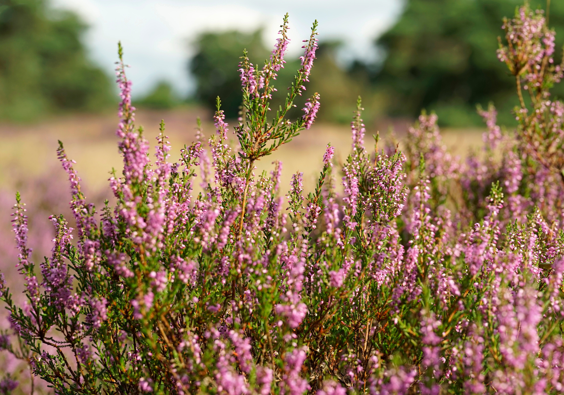 Besenheide Senne