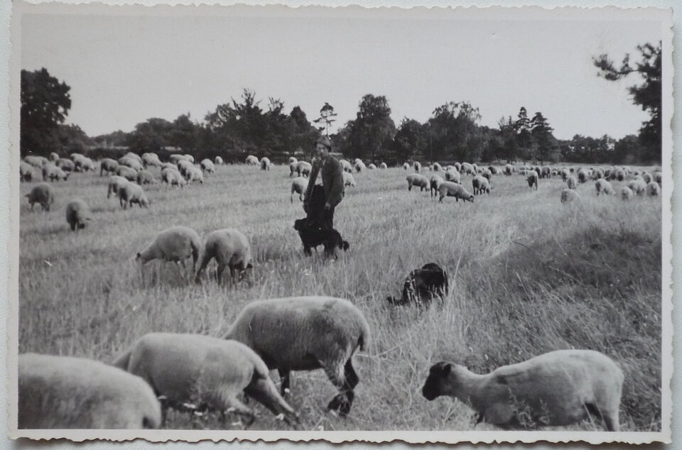 Ein Mann mit grüner Jacke und Hut hütet eine Schafherde auf einer grünen Wiese, begleitet von einem schwarzen Hund.