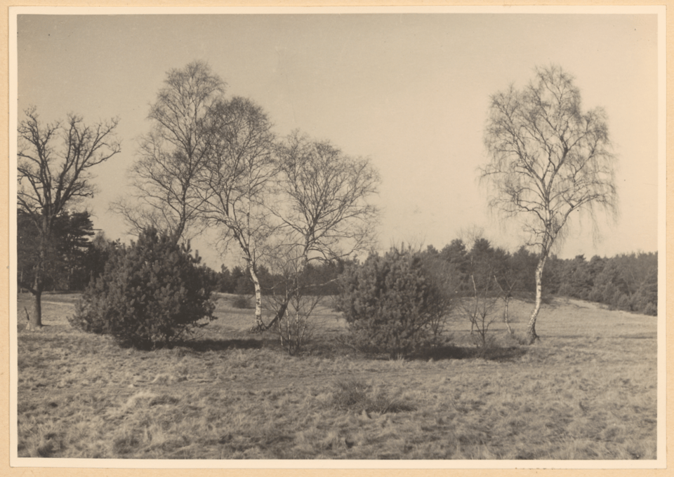 Eine Schwarz-Weiß-Fotografie fängt eine Landschaft in Taubenteich ein, die ein Feld mit Bäumen und Sträuchern, einen klaren blauen Himmel und ein Gefühl der Ruhe zeigt.