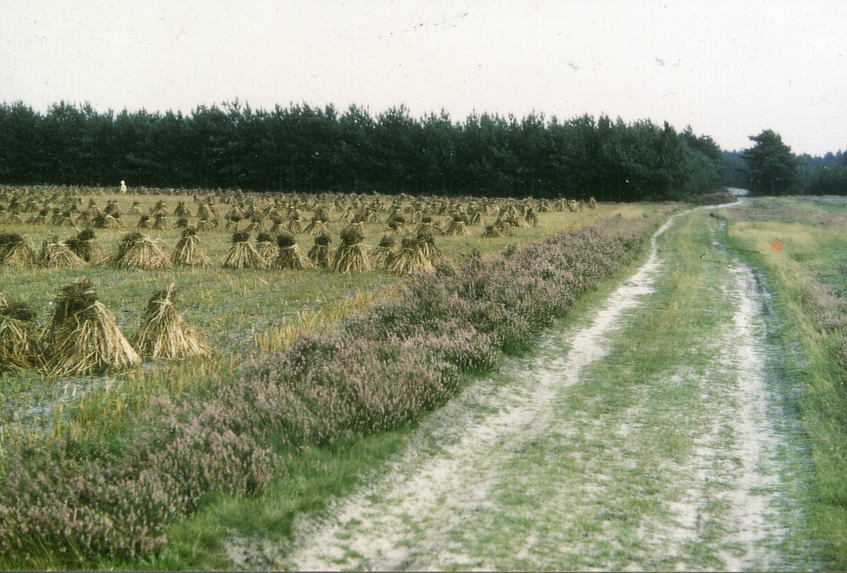 Auf der linken Seite liegt ein Buchweizenfeld mit gebundenen Ähren, während sich rechts ein Feldweg durch ein üppiges grünes Feld schlängelt, mit einer Reihe von Bäumen in der Ferne.