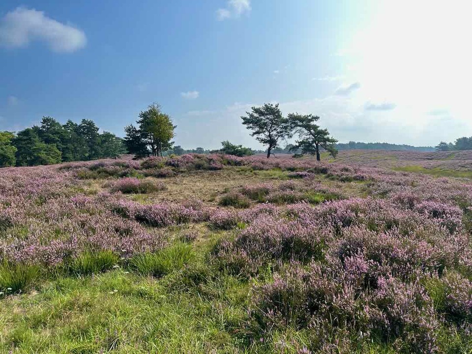 Ein Feld mit lilafarbenen Heideblüten erstreckt sich unter einem klaren blauen Himmel, mit einer Reihe von Bäumen in der Ferne und ein paar verstreuten Wolken.