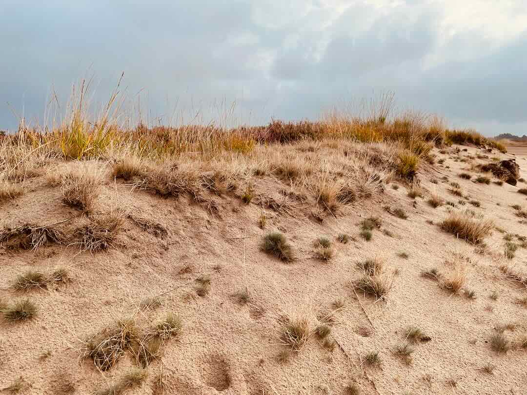 Eine sandige Dünenlandschaft mit hohen Gräsern und Sträuchern in verschiedenen Braun- und Gelbtönen und einem bewölkten Himmel über uns.