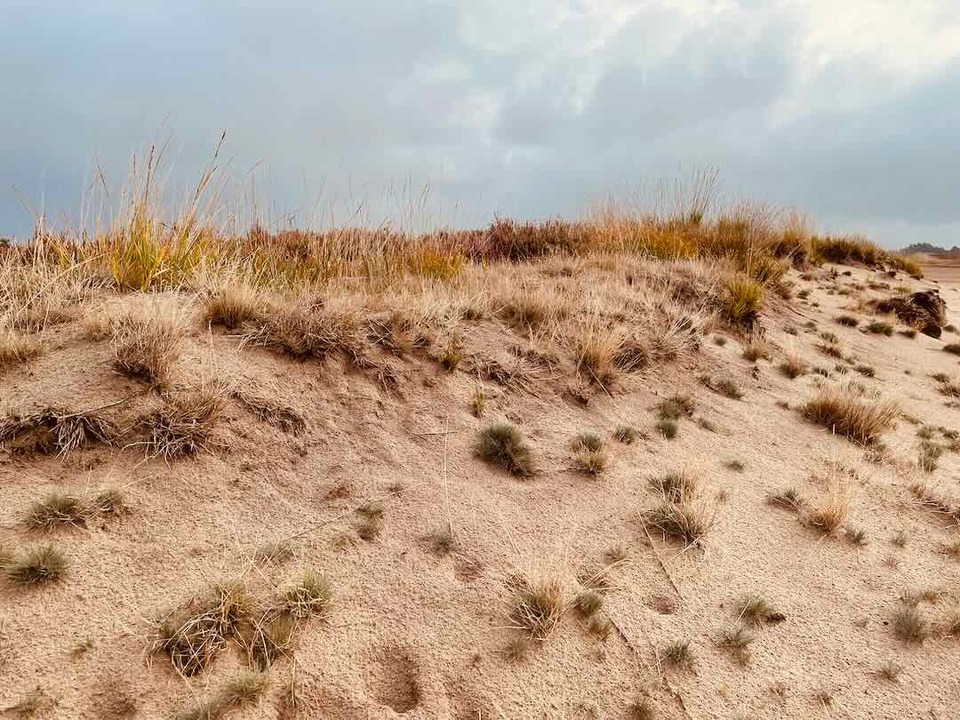 Eine sandige Dünenlandschaft mit hohen Gräsern und Sträuchern in verschiedenen Braun- und Gelbtönen und einem bewölkten Himmel über uns.