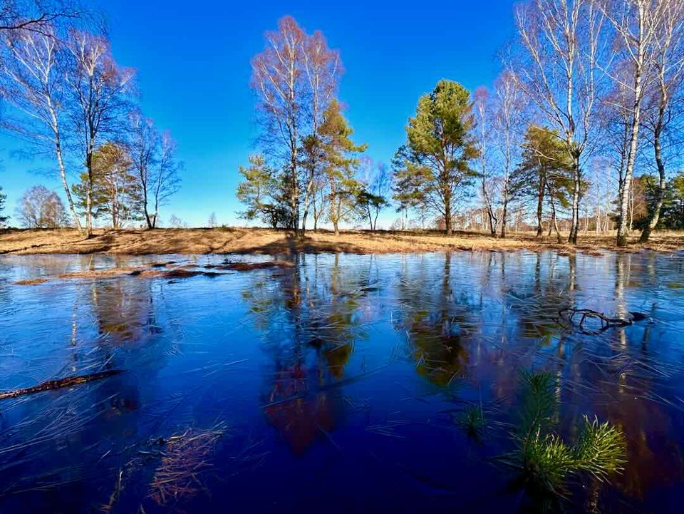 Ein Teich in einer ruhigen Waldlandschaft spiegelt den klaren blauen Himmel und die umliegenden Bäume wider, mit einem kleinen Stück Schnee auf dem Boden.