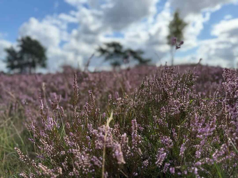 Ein Feld mit lilafarbenen Heideblüten erstreckt sich unter einem klaren blauen Himmel, in der Ferne sind einige Bäume zu sehen.