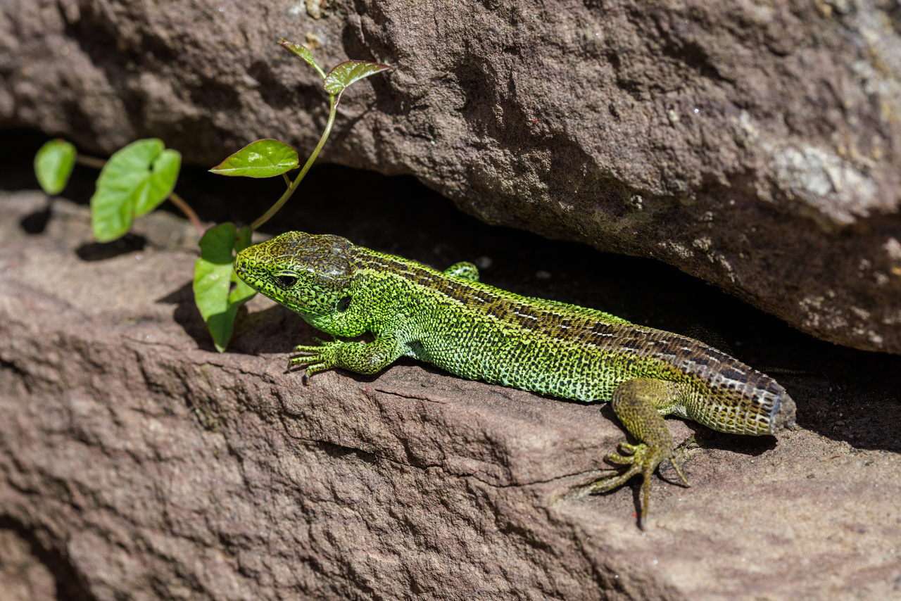 Eine grüne Zauneidechse mit braunen Flecken ruht auf einem braunen Felsen, begleitet von einer kleinen grünen Pflanze und einem größeren grünen Blatt.