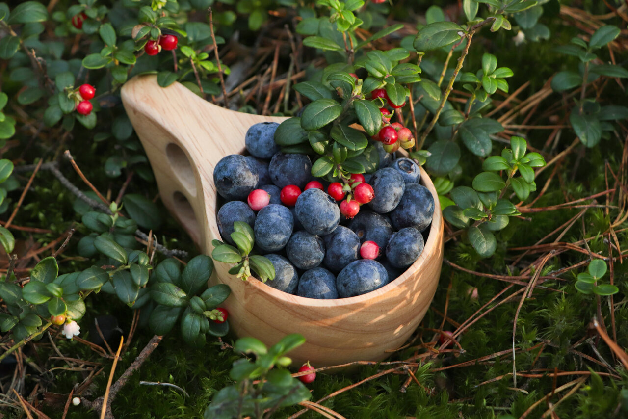 Eine mit Blaubeeren und roten Johannisbeeren gefüllte Holzschale steht auf einem Bett aus grünem Moos und Tannennadeln, umgeben von kleinen grünen Blättern.