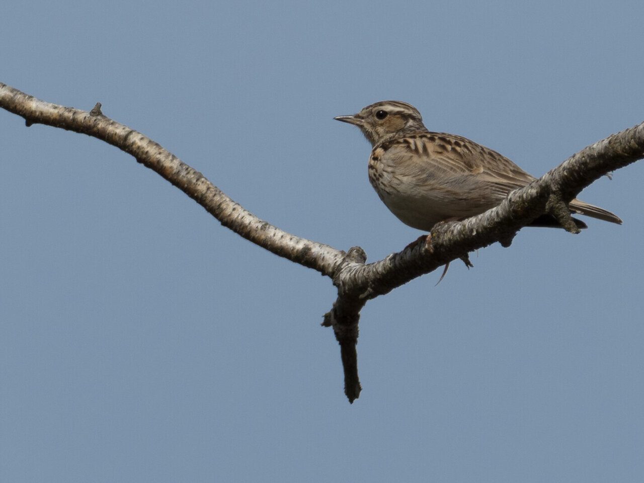 Ein kleiner brauner Vogel mit weißem Gesicht und schwarzem Schnabel sitzt auf einem hellbraunen Zweig und blickt nach rechts in den klaren blauen Himmel. Es handelt sich um eine Heidelerche.