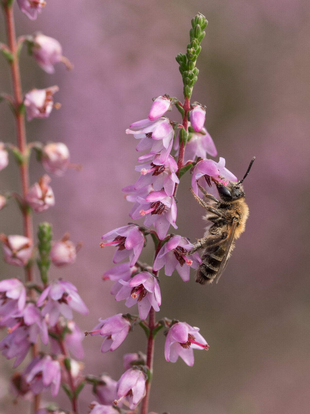 Eine gelb-schwarz gestreifte Heidekraut-Herbstsandbiene sitzt auf einer rosafarbenen Blüte, umgeben von einer Ansammlung ähnlicher Blüten und einer unscharfen grünen Pflanze.