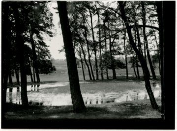 Eine ruhige Schwarz-Weiß-Fotografie zeigt eine heitere Waldszene mit hohen Bäumen, einem ruhigen Gewässer und einem grasbewachsenen Feld in der Ferne.
