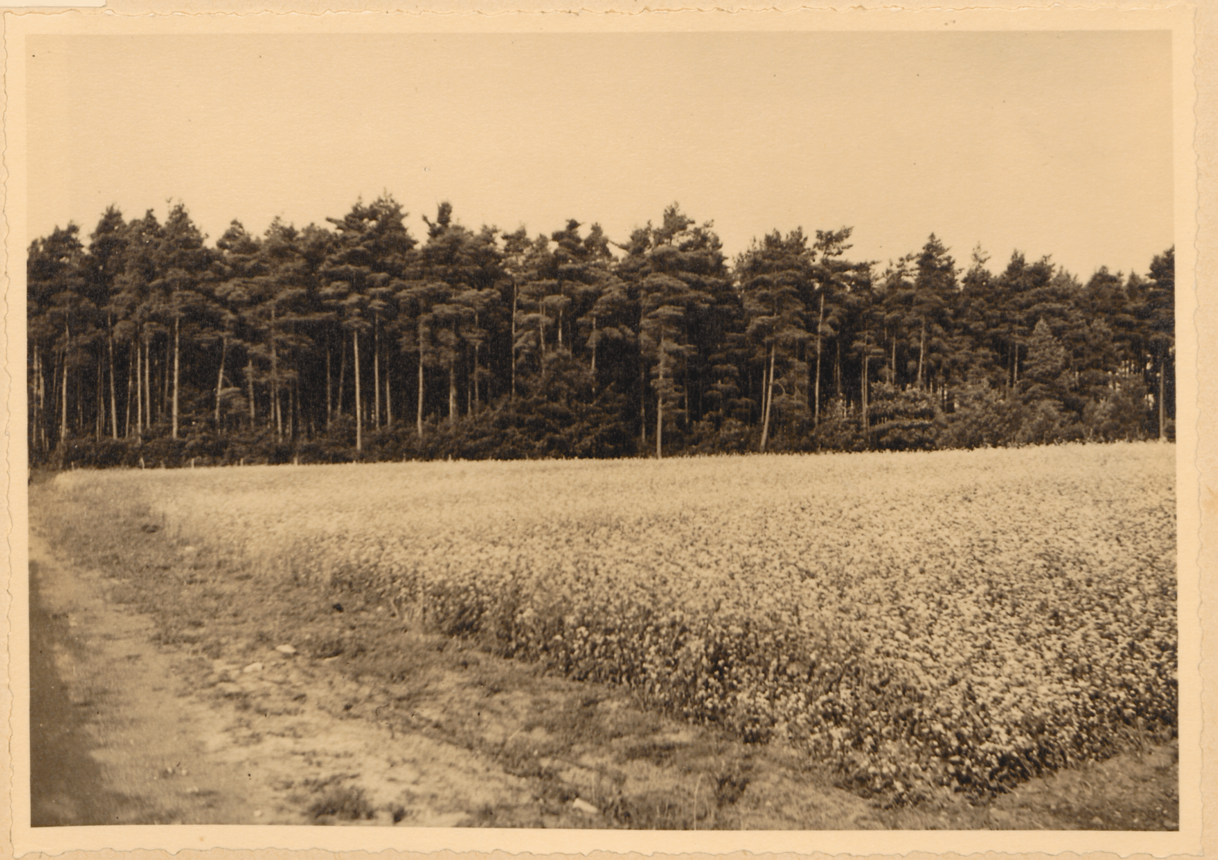 Eine Schwarz-Weiß-Fotografie zeigt ein weites Buchweizenfeld mit hohen, schlanken Bäumen, zu dessen rechter Seite ein Feldweg führt.