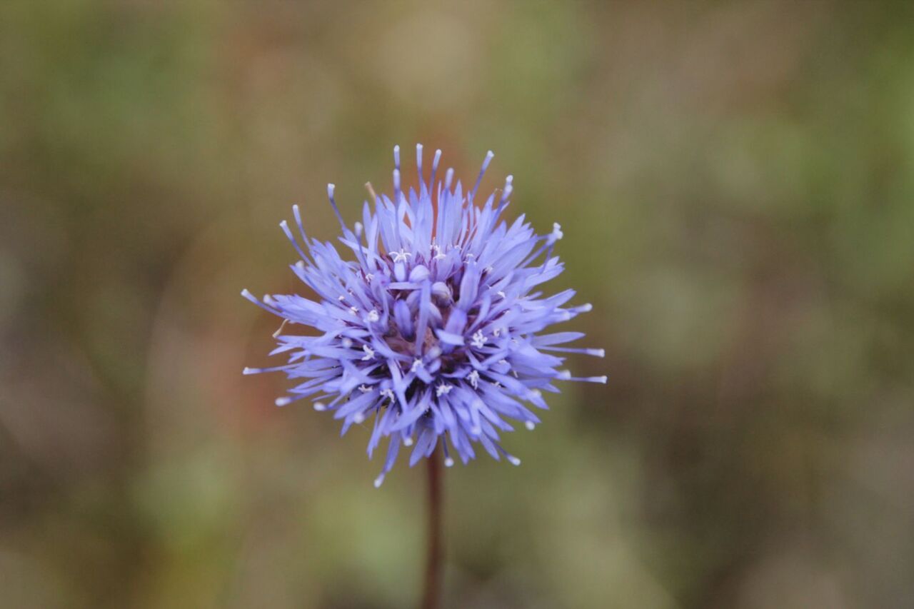 Eine leuchtend violette Blüte mit einem zentralen Büschel und zarten Blütenblättern steht vor einem verschwommenen grünen Hintergrund. Es handelt sich um das Bergsandglöckchen.