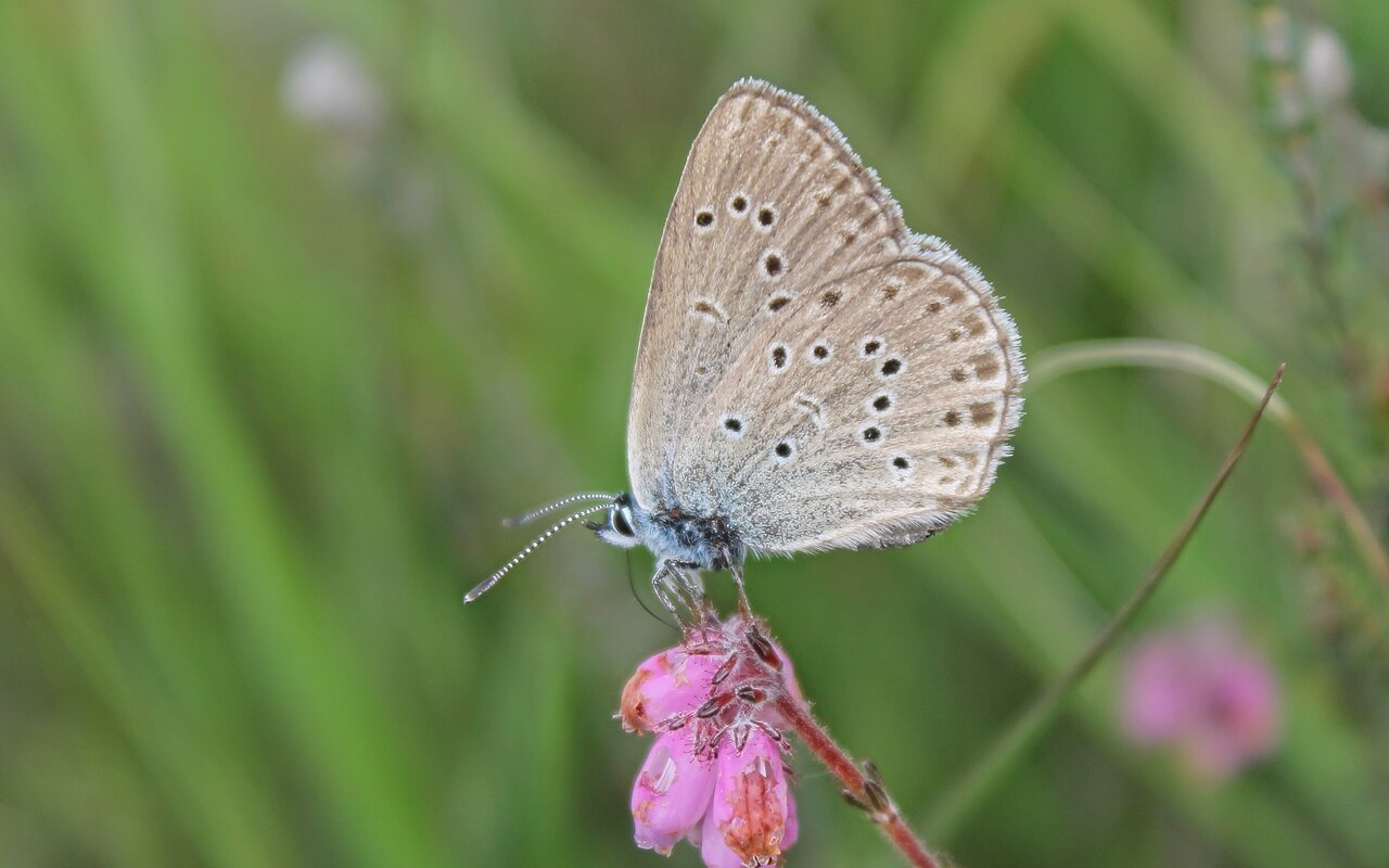 Ein zartgrauer Schmetterling mit schwarzen Flecken sitzt auf einer rosafarbenen Blüte und zeigt seinen langen Rüssel und seine zarten Flügel vor einem verschwommenen grünen Hintergrund. Es handetl sich um einen Ameisenbläuling.