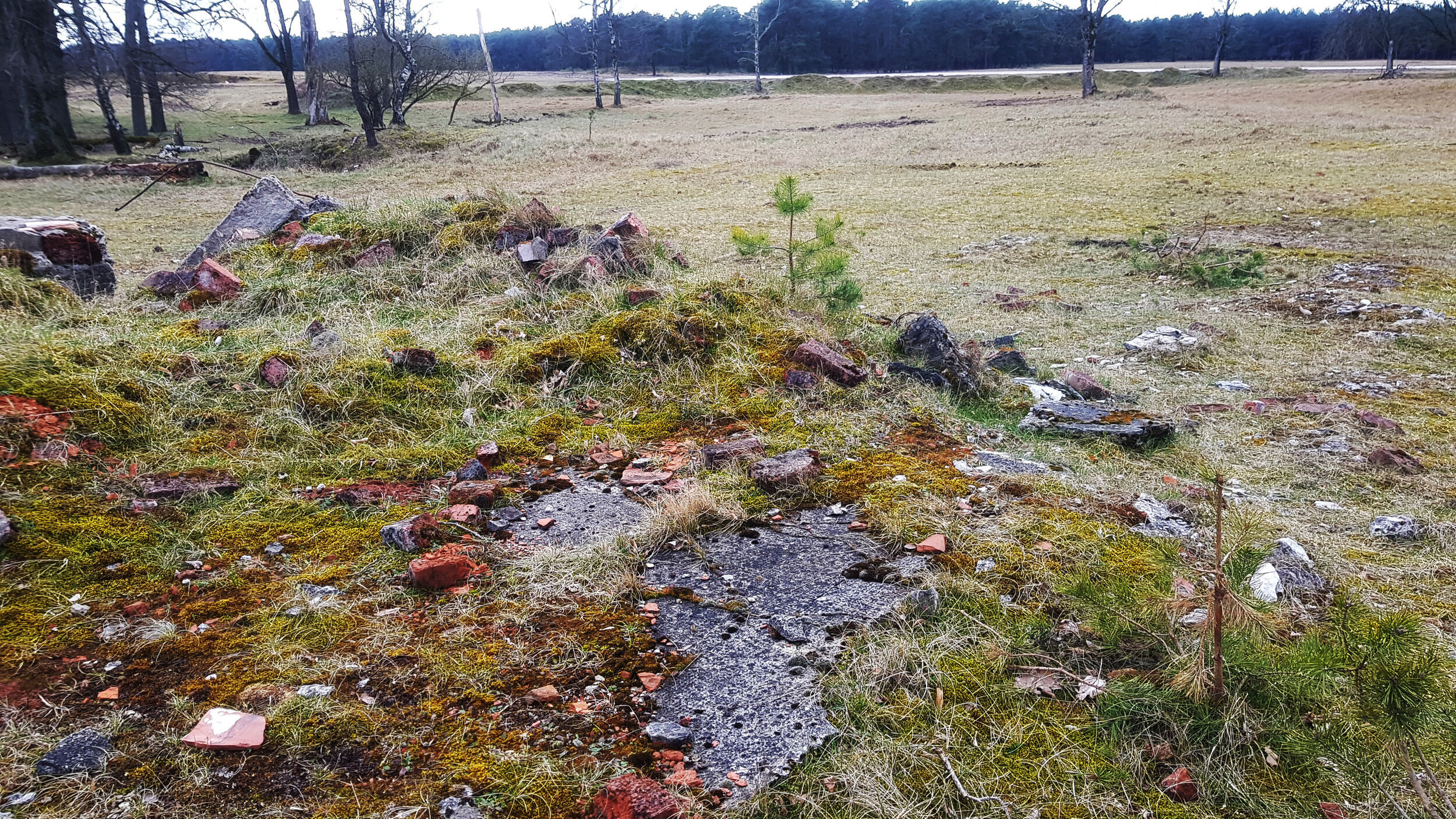 Ein Feld mit trockenem Gras und verstreuten Steinen, mit einem kleinen Baum und einer entfernten Baumreihe, wird aus einem niedrigen Winkel aufgenommen. Es handelt sich um die Überreste der Feuerwehr in Haustenbeck.