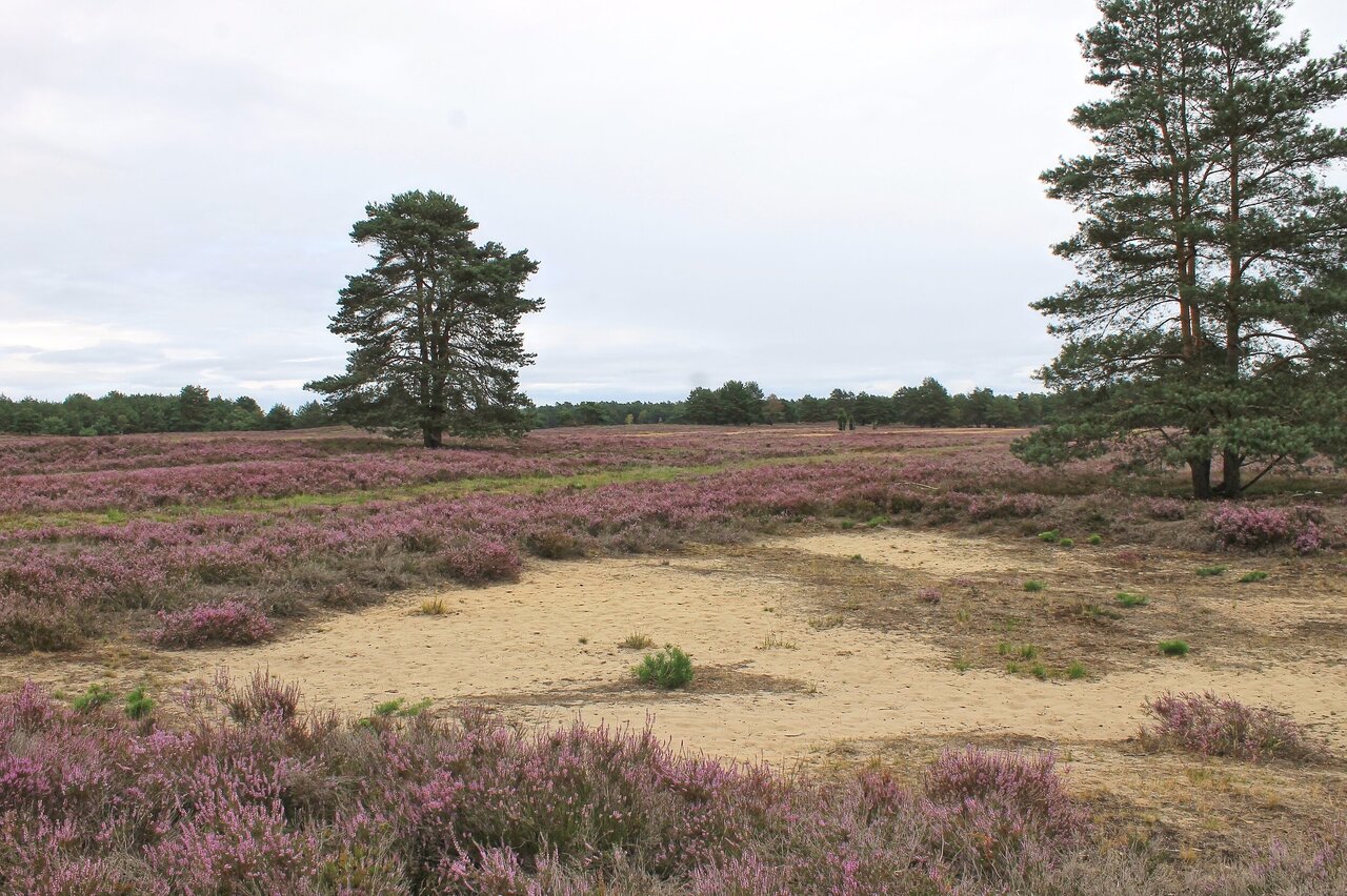 Ein weites Feld mit violettem Heidekraut bedeckt die Landschaft, im Hintergrund stehen zwei hohe Bäume und der Himmel ist bewölkt.