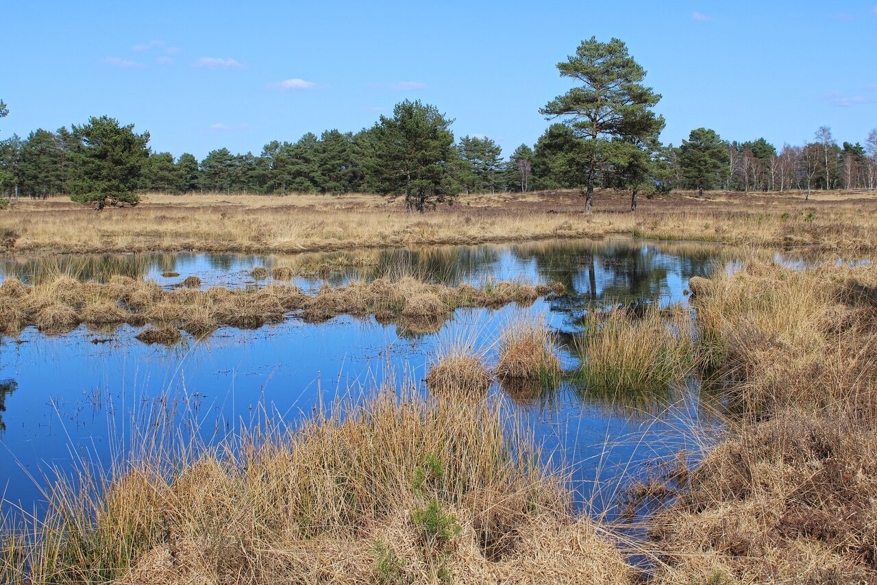 Eine ruhige Sumpflandschaft mit einem kleinen Teich, der von hohen Gräsern, Schilf und Bäumen umgeben ist, und einem klaren blauen Himmel über dem Kopf.