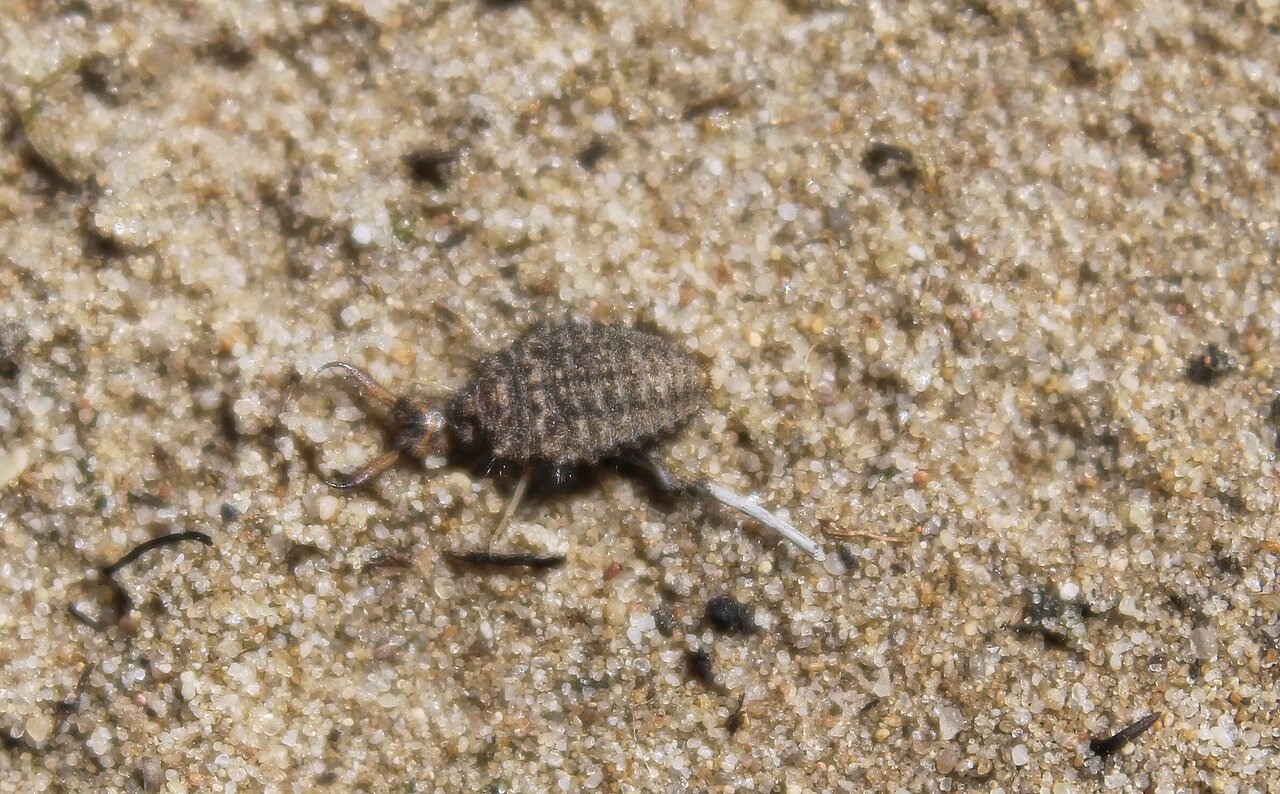 Ein kleiner, brauner Ameisenlöwe mit einem gestreiften Körper und langen Fühlern krabbelt über einen Sandstrand und hinterlässt eine Spur aus aufgewühltem Sand.