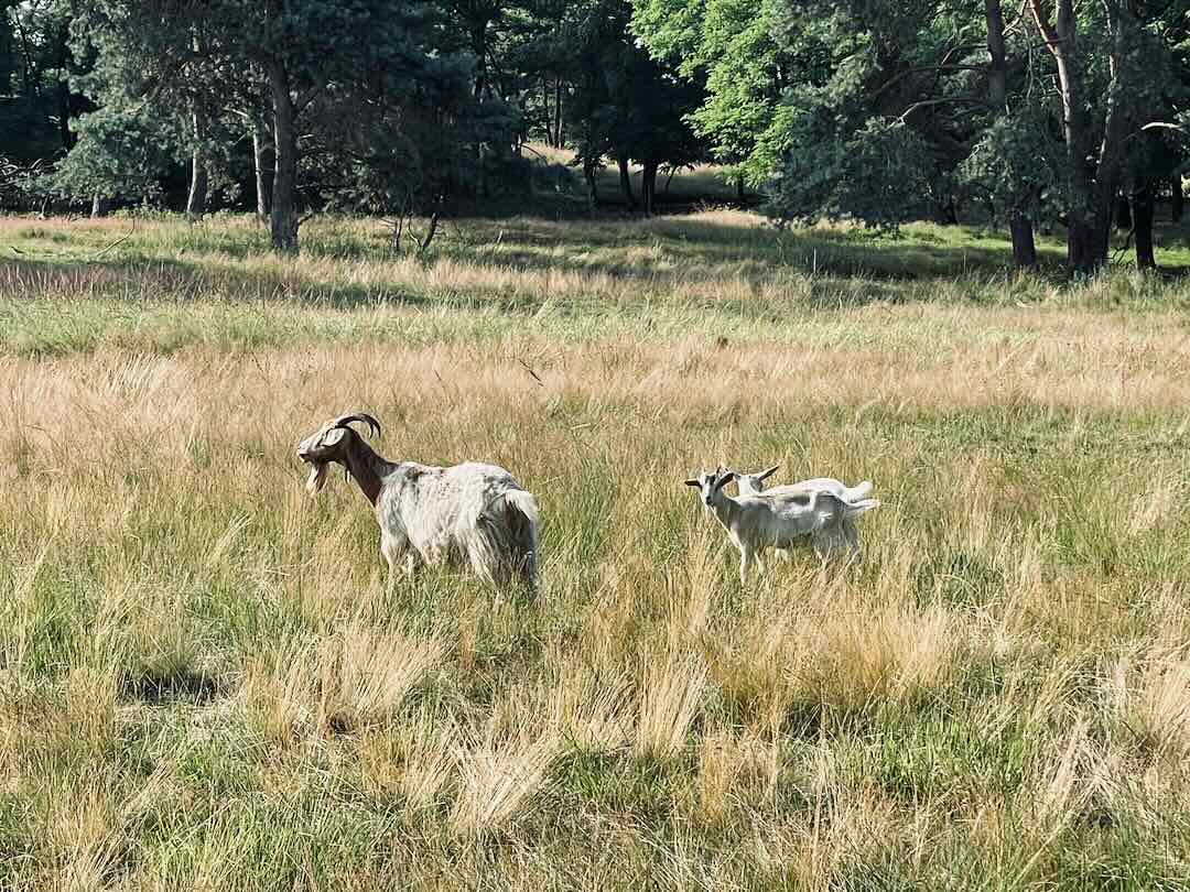 Zwei weiße Ziegen mit braunen Gesichtern und Hörnern grasen auf einer Wiese mit hohem, trockenem Gras und einer Reihe von Bäumen im Hintergrund.
