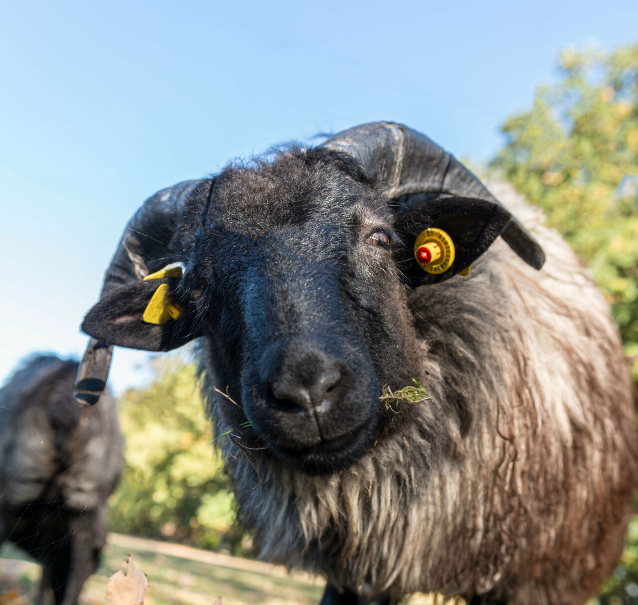 Ein schwarz-weißes Schaf mit gelben Ohrmarken grast auf einer saftig grünen Wiese, mit einem klaren blauen Himmel und Bäumen im Hintergrund.
