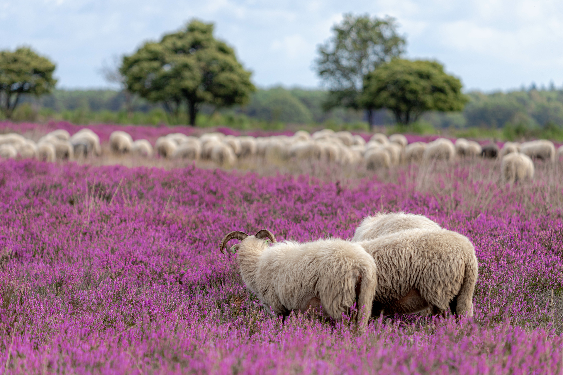 Schafe in der Heide