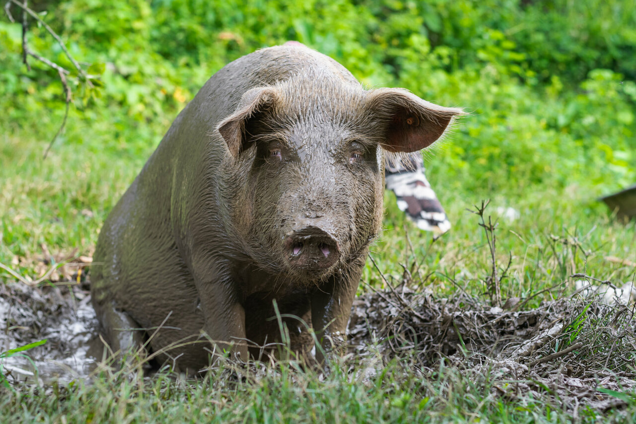 Schwein