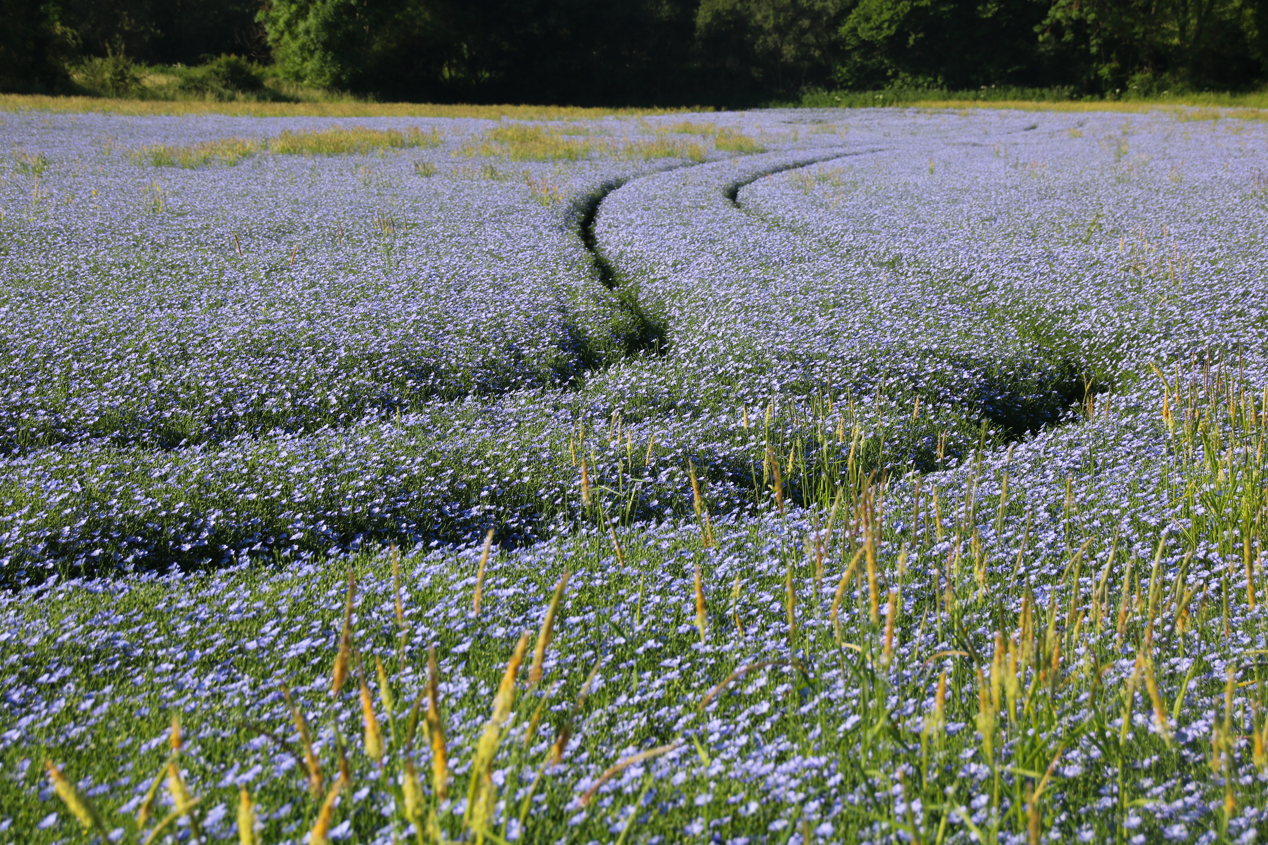 Ein Feld mit blauen Leinenblüten erstreckt sich in Richtung einer Baumreihe, durch deren Mitte ein gewundener Weg führt.