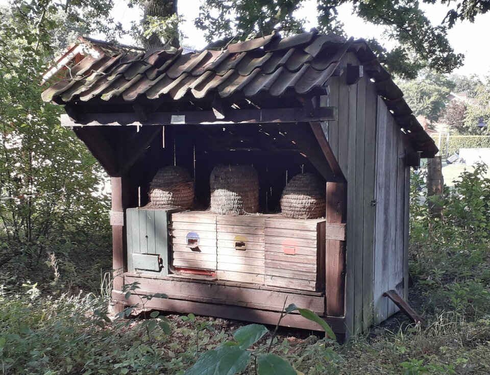 Ein verwitterter Holzschuppen mit einem schrägen Dach und drei Bienenstöcken steht in einem üppigen Wald, umgeben von Bäumen und Büschen.