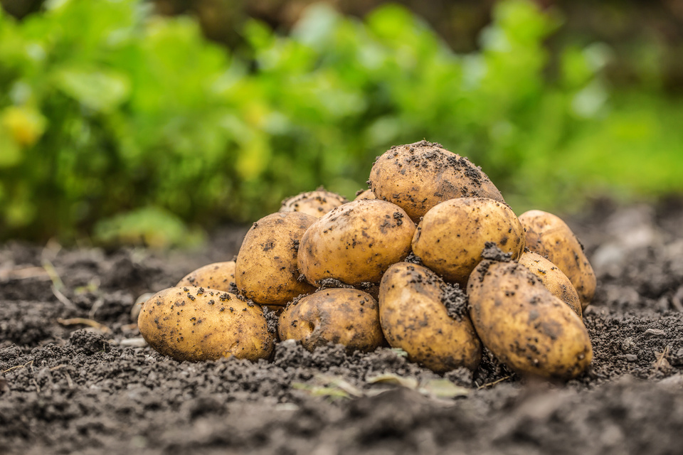 Kartoffeln auf Feld